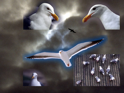 Seagull Family Reunion photo collage