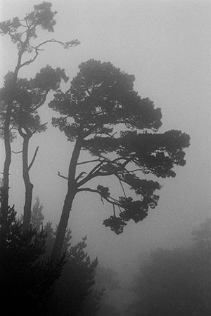 Foggy Morning on Monterey Peninsula - before