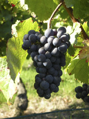 Grapes source photo