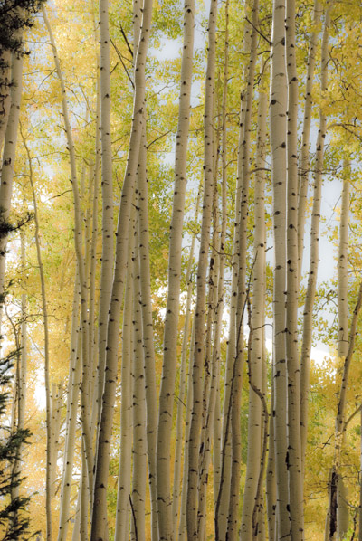 Soft Aspens